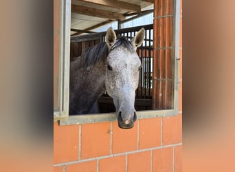 German Sport Horse, Mare, 7 years, 16,1 hh, Grey-Fleabitten