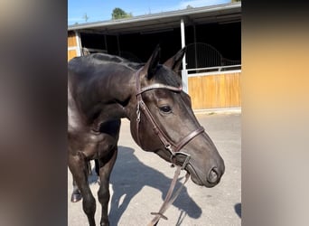 German Sport Horse, Mare, 7 years, 16,1 hh, Smoky-Black