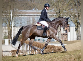 German Sport Horse, Mare, 7 years, 16,1 hh, Smoky-Black