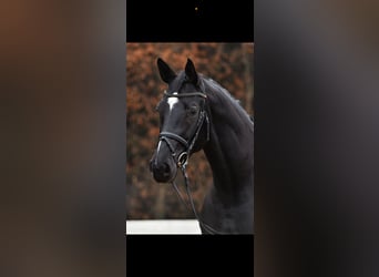 German Sport Horse, Mare, 7 years, 16,2 hh, Black