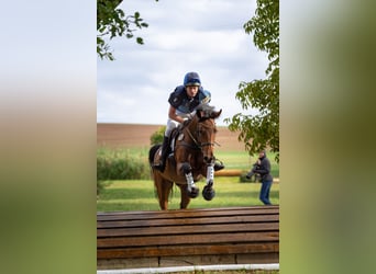 German Sport Horse, Mare, 7 years, 16,2 hh, Brown