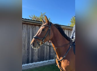 German Sport Horse, Mare, 7 years, 16,2 hh, Brown