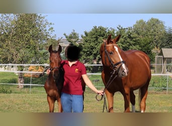 German Sport Horse, Mare, 7 years, 16,2 hh, Chestnut-Red