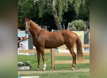 German Sport Horse, Mare, 7 years, 16,2 hh, Chestnut-Red