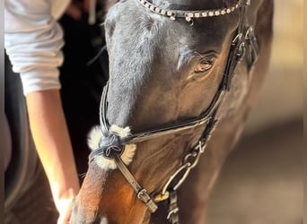 German Sport Horse, Mare, 7 years, 16,3 hh, Bay-Dark