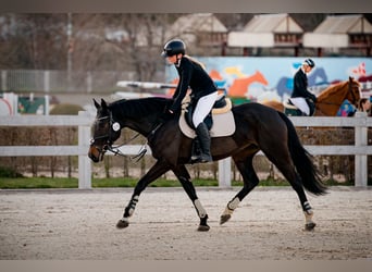 German Sport Horse, Mare, 7 years, 16,3 hh, Bay-Dark