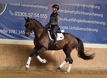 German Sport Horse, Mare, 7 years, 17.1 hh, Bay-Dark