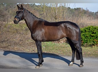 German Sport Horse, Mare, 7 years, 17.1 hh, Bay-Dark