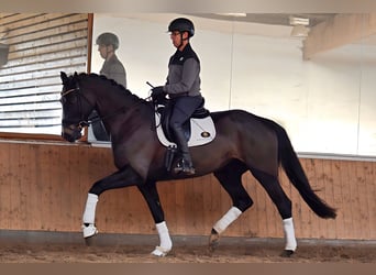 German Sport Horse, Mare, 7 years, 17.1 hh, Bay-Dark