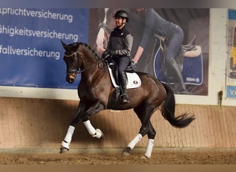 German Sport Horse, Mare, 7 years, 17.1 hh, Bay-Dark
