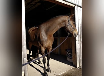 German Sport Horse, Mare, 7 years, 17.1 hh, Brown