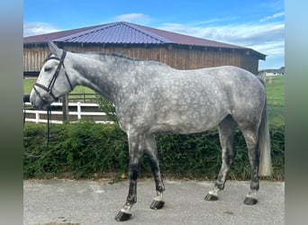 German Sport Horse, Mare, 7 years, 17.2 hh, Gray