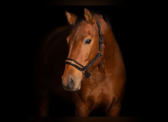 German Sport Horse, Mare, 7 years, 17 hh, Brown