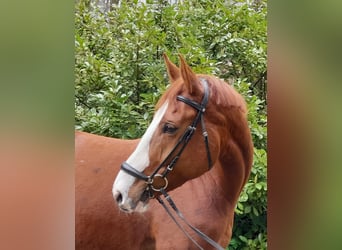 German Sport Horse, Mare, 7 years, 17 hh