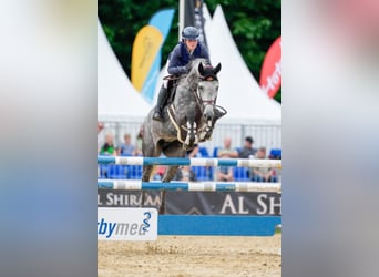 German Sport Horse, Mare, 7 years, 17,2 hh, Grey