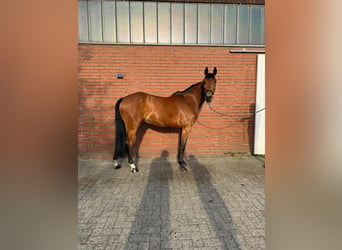 German Sport Horse, Mare, 7 years, Brown