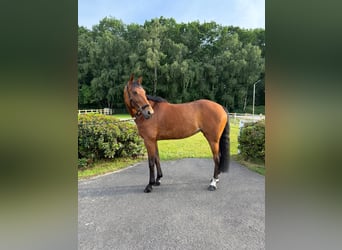 German Sport Horse, Mare, 7 years, Brown