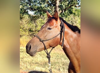 German Sport Horse, Mare, 8 years, 14.2 hh