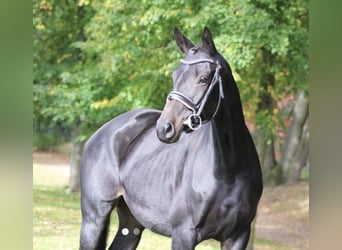 German Sport Horse, Mare, 8 years, 15.2 hh, Bay-Dark