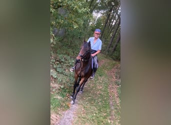 German Sport Horse, Mare, 8 years, 15,2 hh, Brown