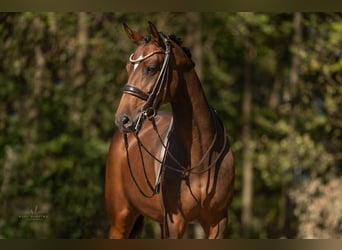 German Sport Horse, Mare, 8 years, 16.1 hh, Bay-Dark