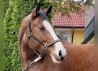 German Sport Horse, Mare, 8 years, 16.1 hh, Brown