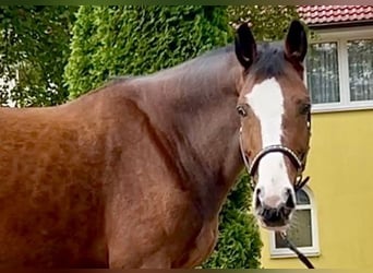 German Sport Horse, Mare, 8 years, 16.1 hh, Brown