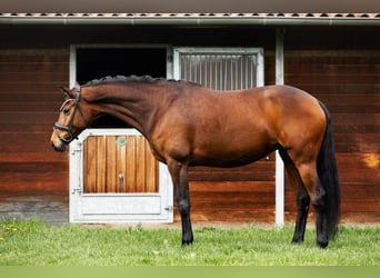 German Sport Horse, Mare, 8 years, 16.1 hh, Brown
