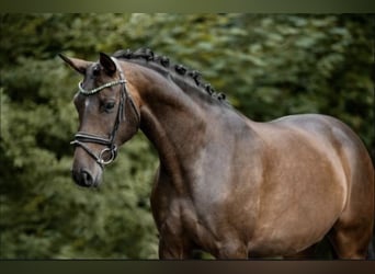 German Sport Horse, Mare, 8 years, 16.1 hh, Brown