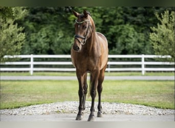 German Sport Horse, Mare, 8 years, 16.1 hh, Brown