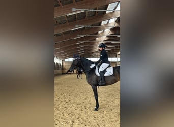 German Sport Horse, Mare, 8 years, 16.1 hh, Brown