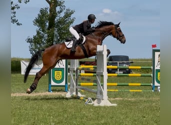 German Sport Horse, Mare, 8 years, 16.1 hh, Brown