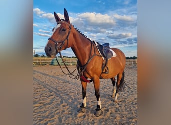 German Sport Horse, Mare, 8 years, 16.1 hh, Brown