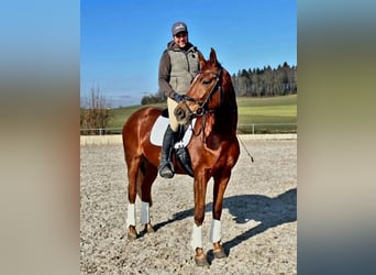 German Sport Horse, Mare, 8 years, 16.1 hh, Chestnut