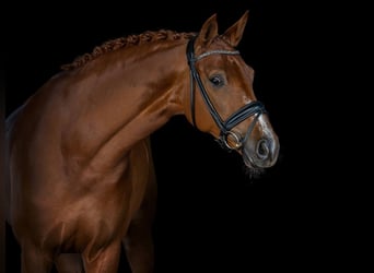 German Sport Horse, Mare, 8 years, 16,1 hh, Chestnut-Red