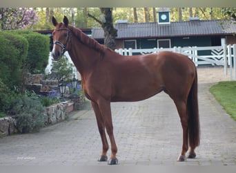 German Sport Horse, Mare, 8 years, 16,1 hh, Chestnut-Red