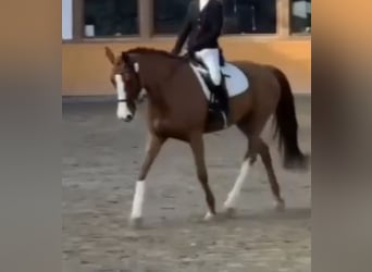 German Sport Horse, Mare, 8 years, 16,1 hh, Chestnut-Red