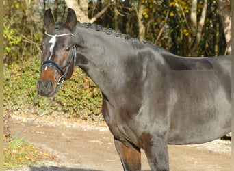 German Sport Horse, Mare, 8 years, 16.2 hh, Bay-Dark