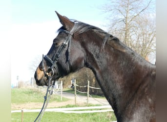 German Sport Horse, Mare, 8 years, 16.2 hh, Black