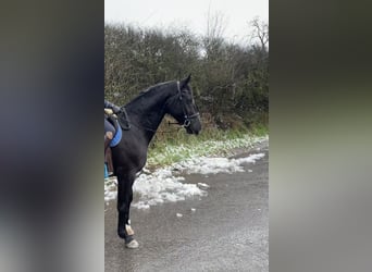 German Sport Horse, Mare, 8 years, 16,2 hh, Black