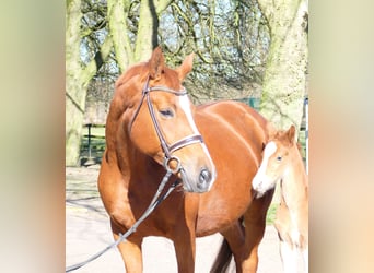 German Sport Horse, Mare, 8 years, 16.2 hh, Chestnut-Red