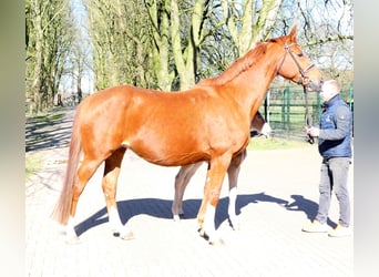 German Sport Horse, Mare, 8 years, 16.2 hh, Chestnut-Red