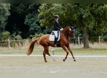 German Sport Horse, Mare, 8 years, 16.2 hh, Chestnut-Red
