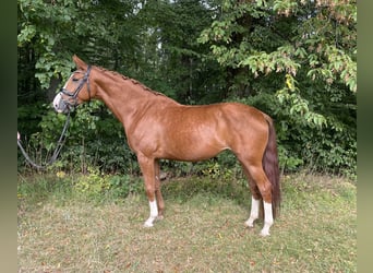 German Sport Horse, Mare, 8 years, 16.2 hh, Chestnut-Red