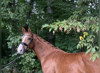 German Sport Horse, Mare, 8 years, 16.2 hh, Chestnut-Red