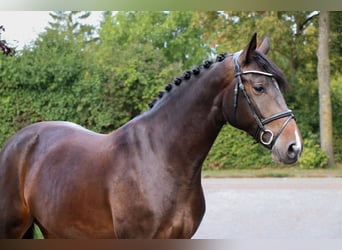 German Sport Horse, Mare, 8 years, 16.2 hh