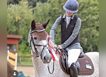 German Sport Horse, Mare, 8 years, 16.2 hh, Grey-Fleabitten