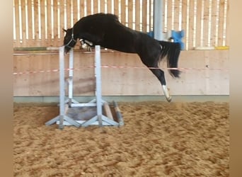 German Sport Horse, Mare, 8 years, 16.2 hh, Smoky-Black