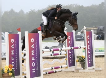 German Sport Horse, Mare, 8 years, 16.2 hh, Smoky-Black