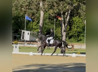 German Sport Horse, Mare, 8 years, 16.3 hh, Bay-Dark